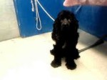 male, 2 yr black,