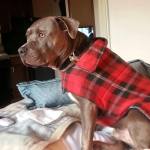 10847921_1510299562564434_2695143555405003560_n