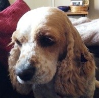 Roxy