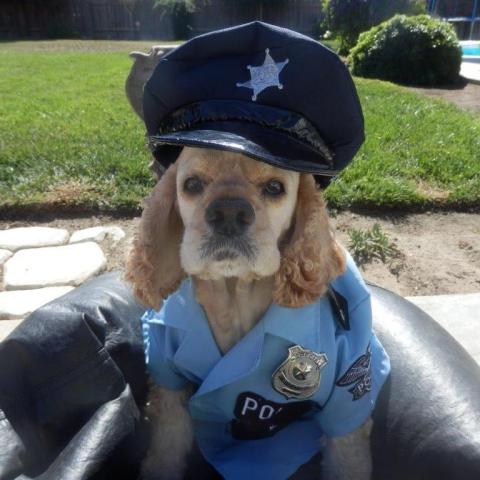 Molly the cop