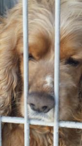 Devore puppy mill dogs 5