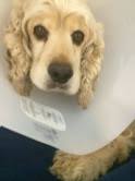 A Lucky Boy