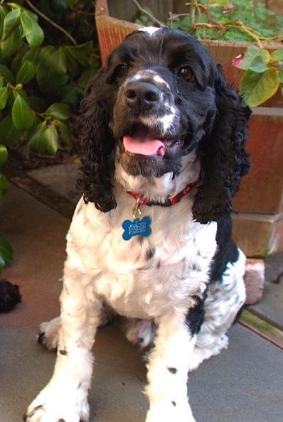 Harley’s Journey to His Forever Home With SCCR – SECOND CHANCE COCKER ...
