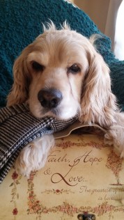 Baxter update photos best