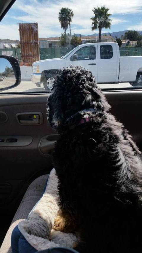 12705652_1330444483647888_8467334645360151261_n