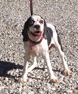 Dolly is Loving Life at the Bed &&nbsp;Biscuit