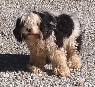 Dolly before1