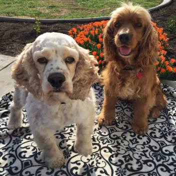 10456042_1361633860528950_2962574687765067262_n