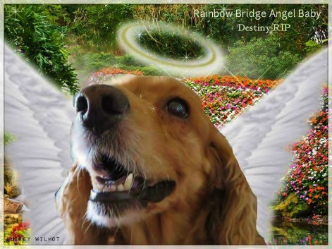 1933310_10208777541181691_3275851634575215078_o (1)