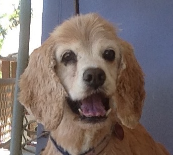 Skin and Bones Senior in Desperate Need of&nbsp;TLC