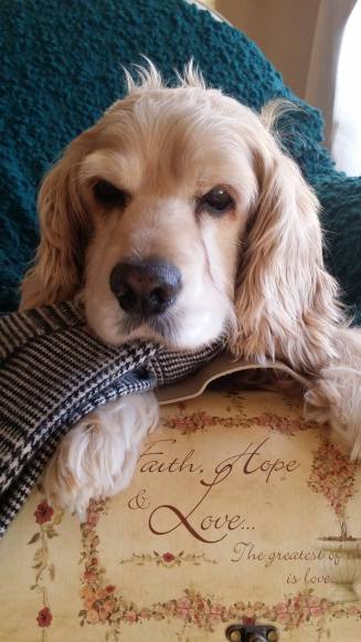 14138133_1517621294930205_6001163068161875436_o