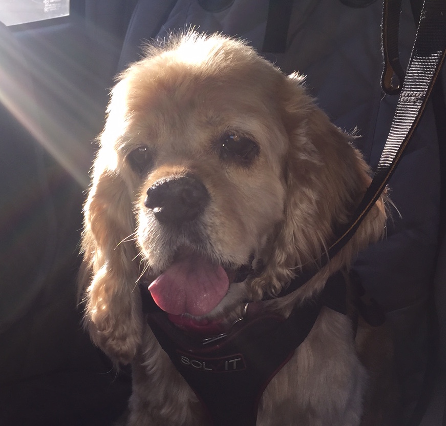 Sweet Lucy is getting a Second&nbsp;Chance