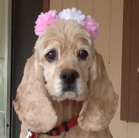Isabella Needs our&nbsp;Help!