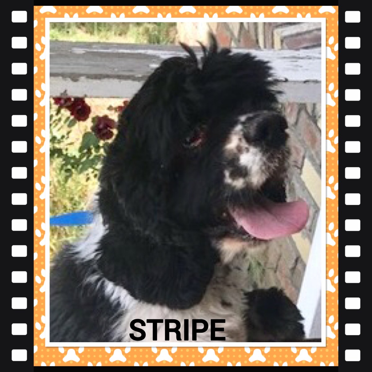 Stripe is Ready for a Starry New&nbsp;Life!