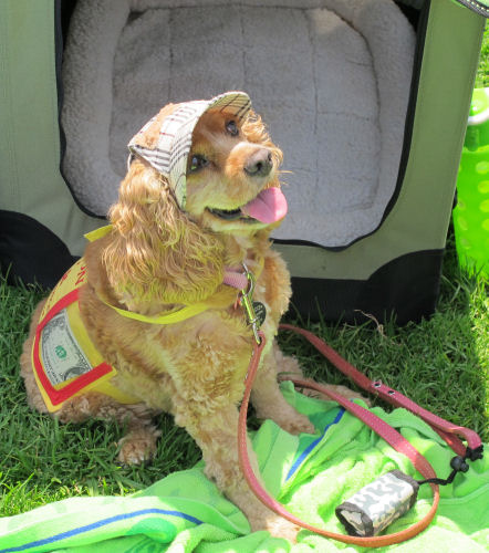 2017 SCCR Cocker Reunion&nbsp;Picnic