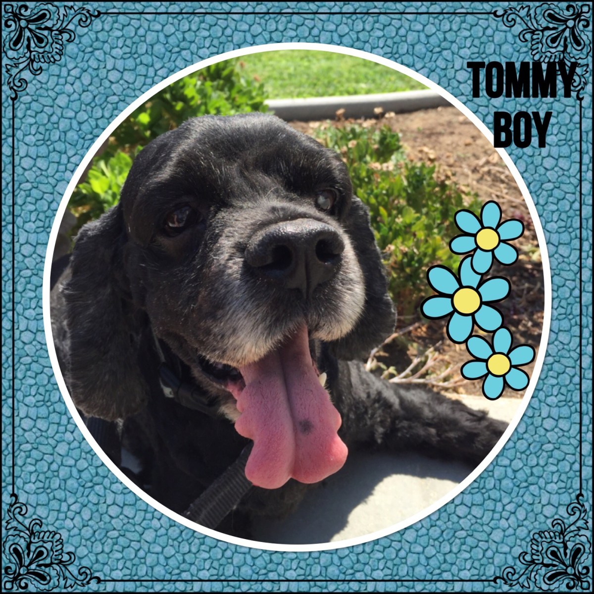 Tommy Boy – So Close to Regaining his&nbsp;Sight