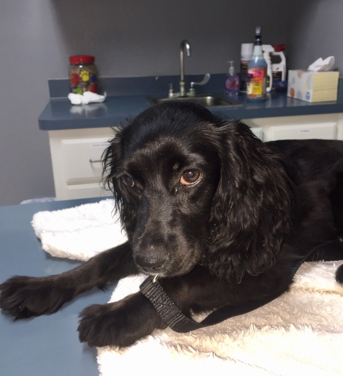 Misty, Sweet Pup Rescued from&nbsp;Abuser