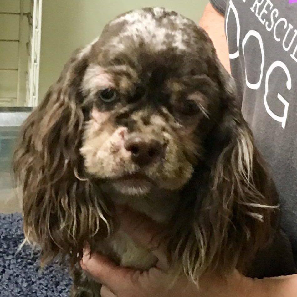 Sophi: Urgent Puppy&nbsp;Rescue