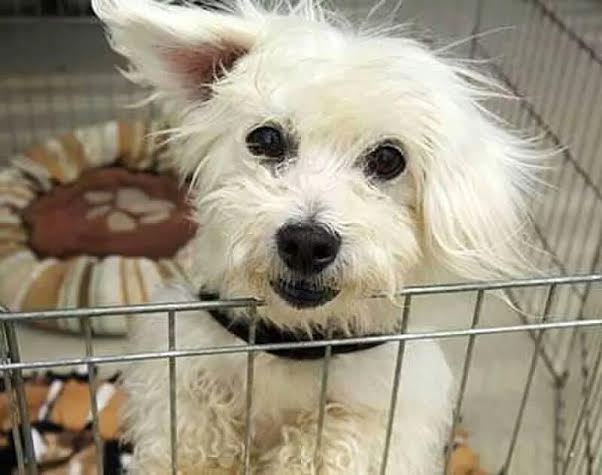 Hurricane Animals in Need of our&nbsp;Help