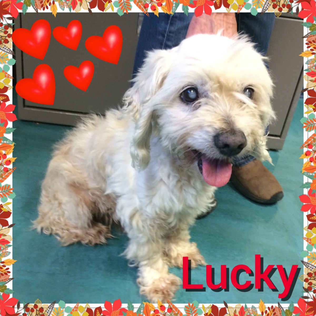Lucky the Love Boy Looking for a new&nbsp;Life