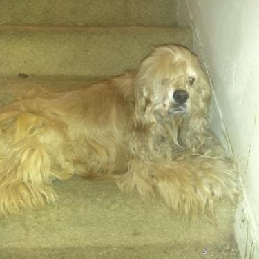 26756511_2275513162474344_5776808099142568850_o