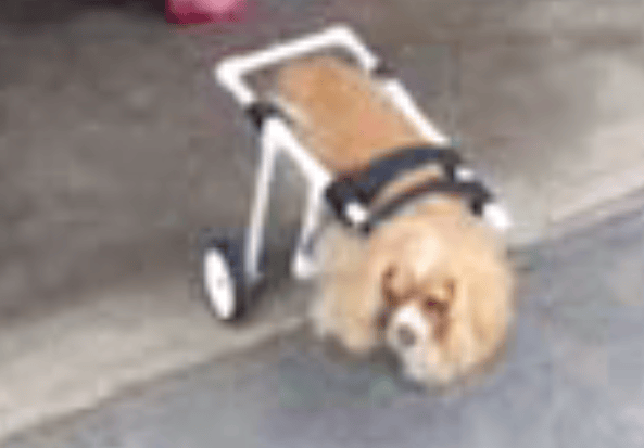 Help Lady Jade to Walk&nbsp;Again!