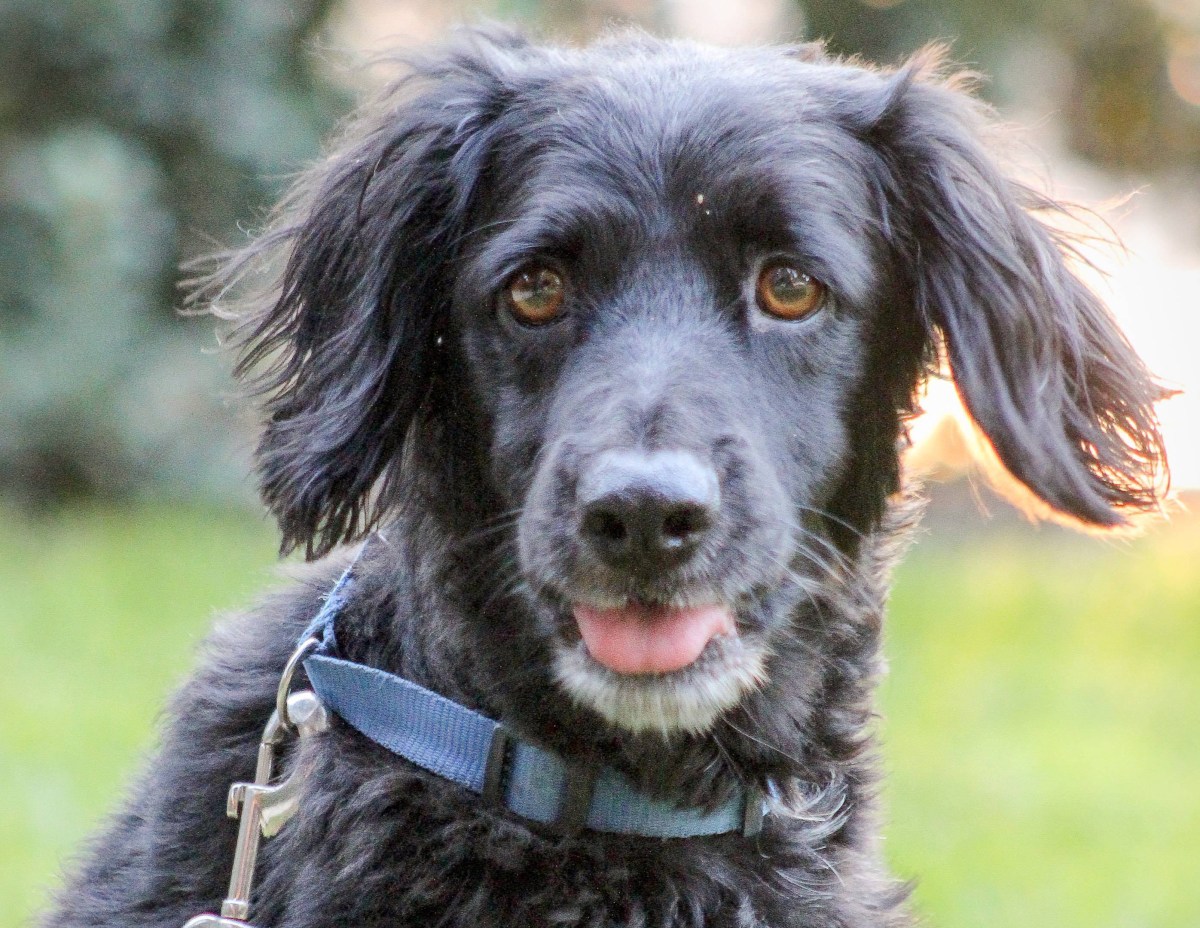 URGENT! FOSTER HOMES&nbsp;NEEDED