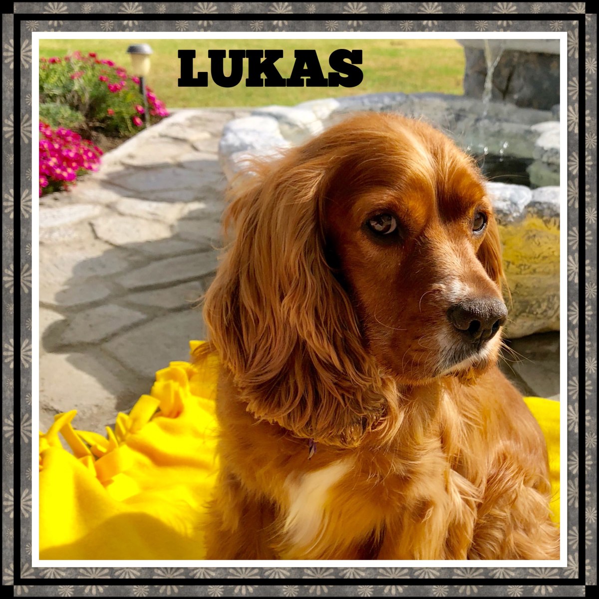 Gentleman Lukas Needs Love and a New&nbsp;Home