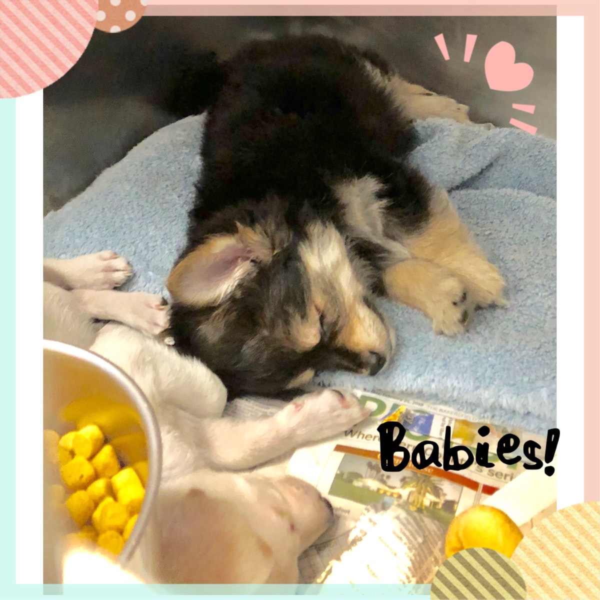 Sweet Babies Need our&nbsp;Help!
