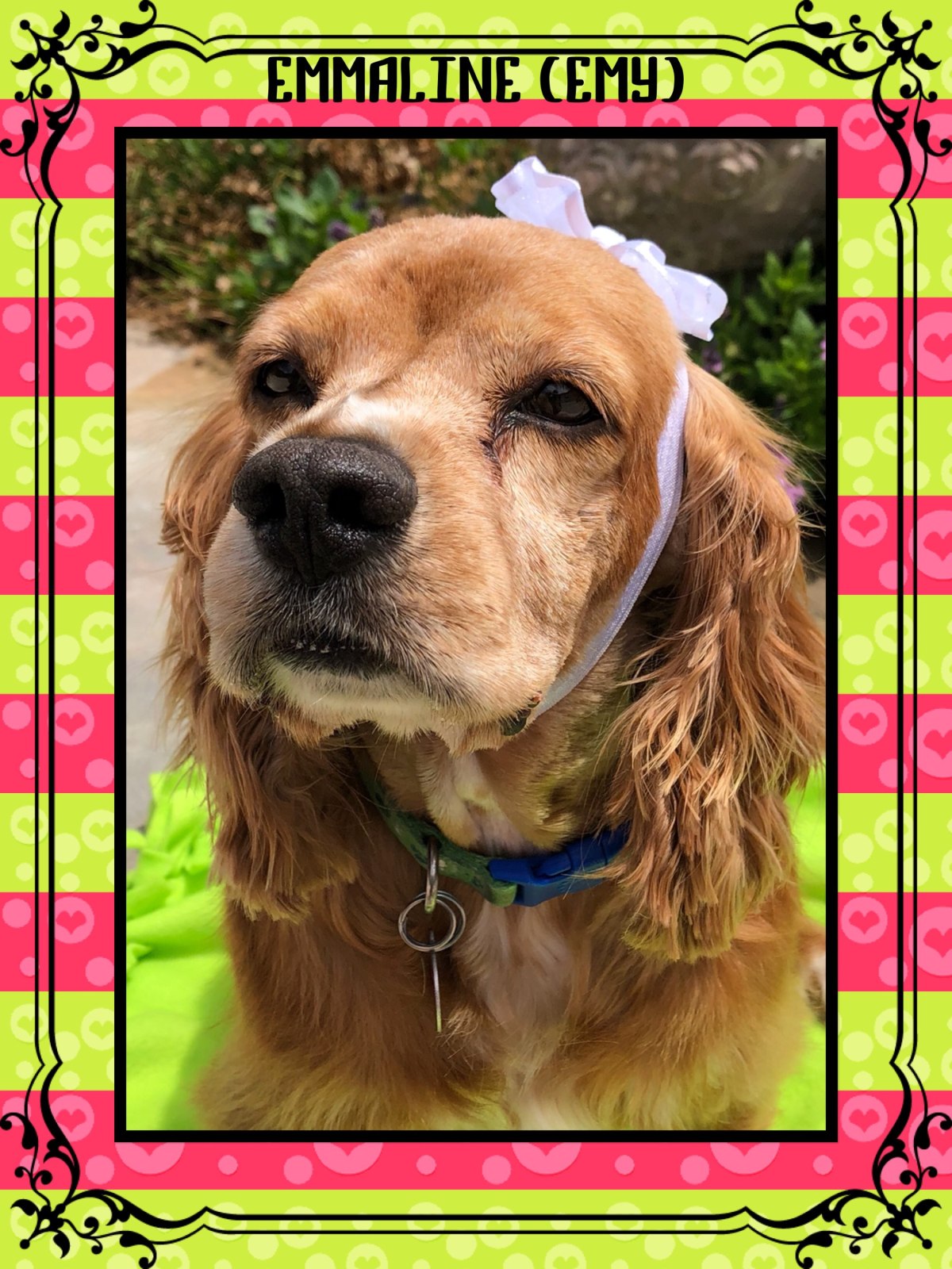 Emy and others in Need of Foster&nbsp;Homes