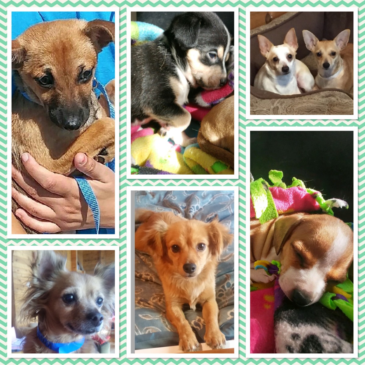 Friends of the Cockers – We need homes&nbsp;too!