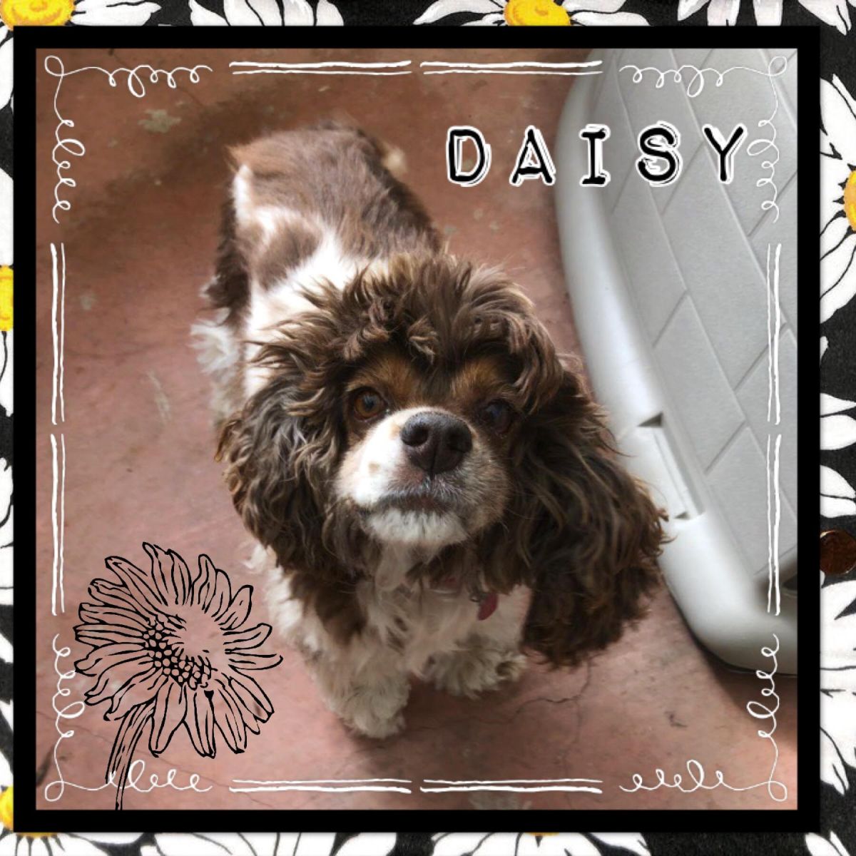 A Bucket List for&nbsp;Daisy