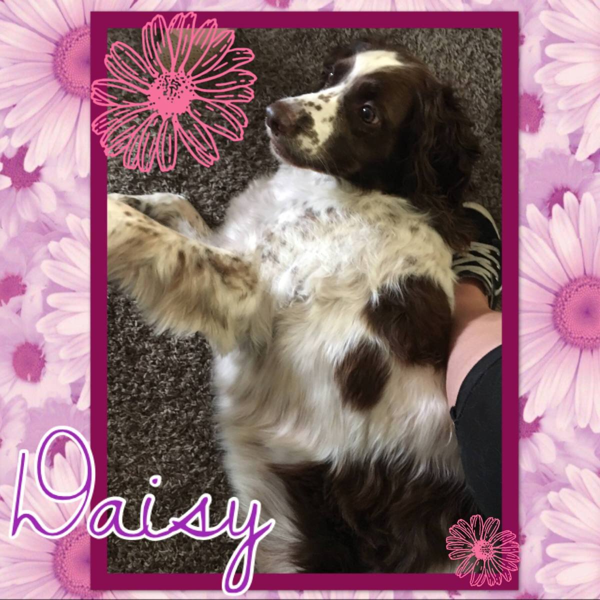 Re-Homing Miss Daisy