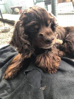 51253907_3043857225639930_496050971588165632_n