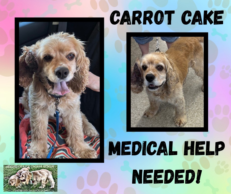 Sweet Thoughts For Carrot&nbsp;Cake